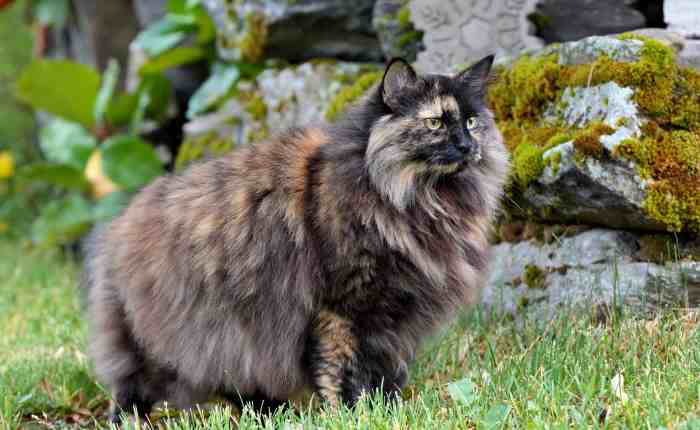 She Meow’s Like My&nbsp;Ex